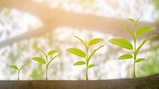 Four young green plants at different stages of growth are lined up on soil, with sunlight shining in the background and a soft focus of trees behind them.